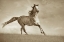 Picture of LIKE THE WIND