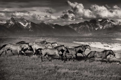 Picture of MOUNTAIN RANGE MAVERICKS