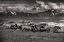 Picture of MOUNTAIN RANGE MAVERICKS