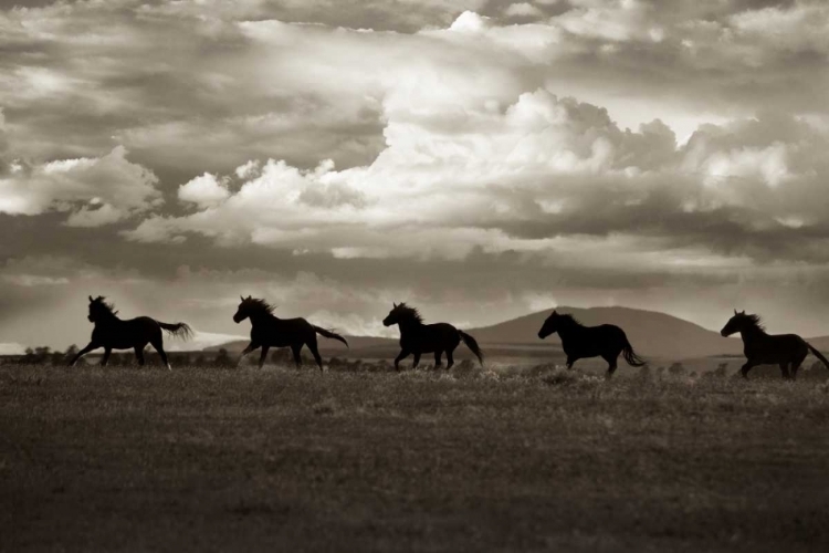 Picture of RACING THE CLOUDS