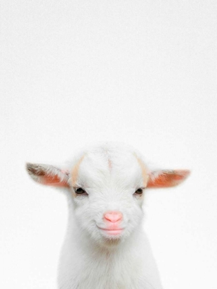 Picture of BABY GOAT
