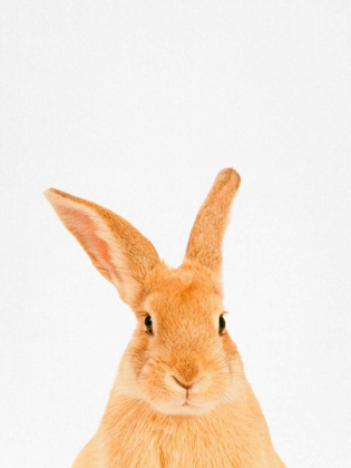 Picture of RABBIT