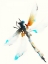 Picture of BLUE AND BROWN DRAGONFLY