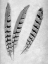 Picture of FEATHERS B-W - 1
