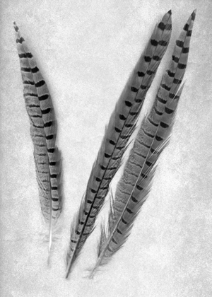 Picture of FEATHERS B-W - 3