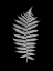 Picture of FLORAL B-W - 19