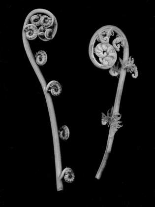 Picture of FLORAL B-W - 22