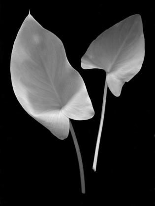 Picture of FLORAL B-W - 24