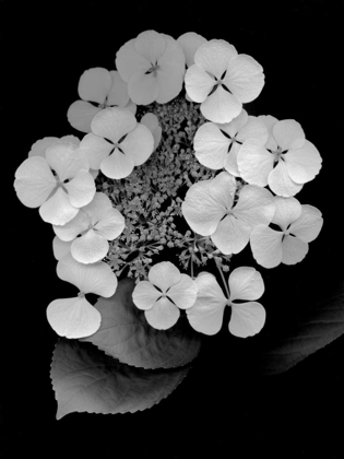 Picture of FLORAL B-W - 25