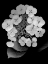 Picture of FLORAL B-W - 25
