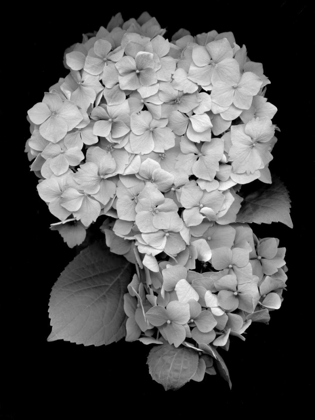 Picture of FLORAL B-W - 26