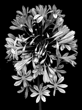 Picture of FLORAL B-W - 27