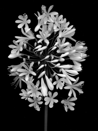 Picture of FLORAL B-W - 28