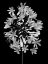 Picture of FLORAL B-W - 28