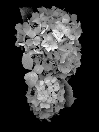 Picture of FLORAL B-W - 29