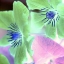 Picture of FLORAL COLOR - 13