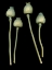 Picture of FLORAL COLOR - 21