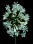 Picture of FLORAL COLOR - 28