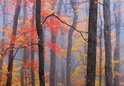 Picture of FIRE IN THE FOG