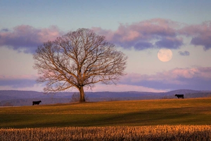 Picture of MEETING AT DAWN