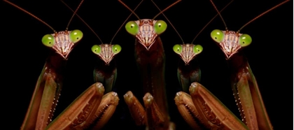 Picture of PRAYING MANTIS: FAMILY PORTRAIT