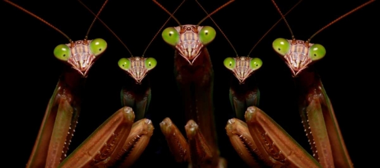 Picture of PRAYING MANTIS: FAMILY PORTRAIT