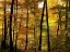 Picture of FALL COLORS