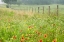 Picture of FLOWERS AND FENCE