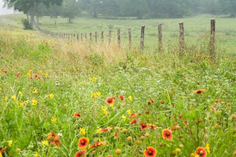 Picture of FLOWERS AND FENCE