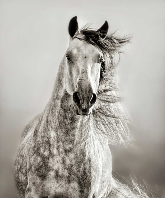 Picture of CABALLO DE ANDALUZ