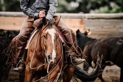 Picture of CUTTING HORSE