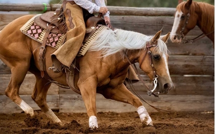 Picture of CUTTING HORSES