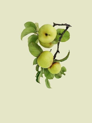 Picture of APPLE TREE I