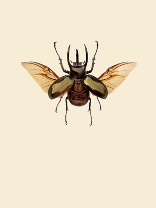 Picture of CHALCOSOMA ATLAS