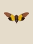 Picture of CICADA
