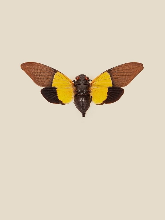 Picture of CICADA