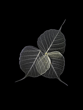 Picture of DARK LEAVES