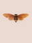 Picture of DINEUTUS