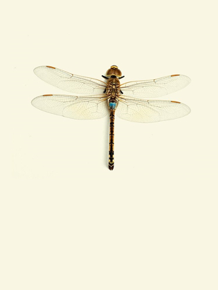 Picture of DRAGONFLY I