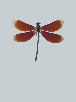 Picture of DRAGONFLY II