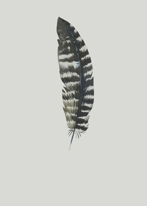 Picture of FEATHER 05