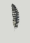 Picture of FEATHER 05