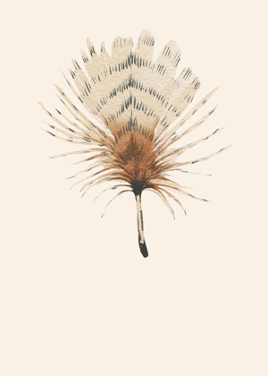 Picture of FEATHER 06