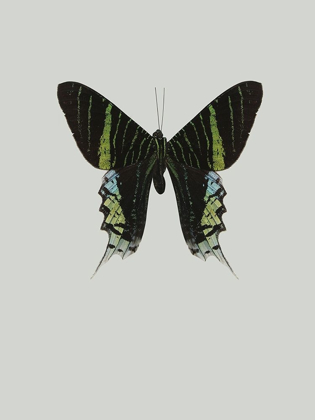Picture of GREEN BUTTERFLY