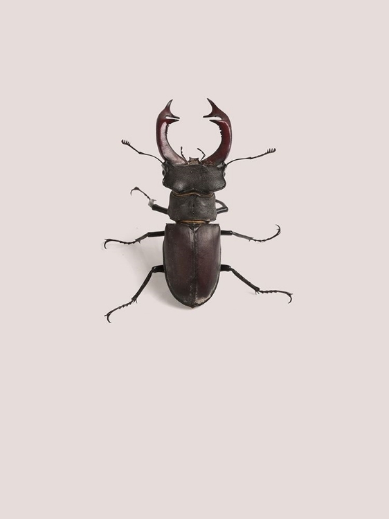 Picture of LUCANUS CERVUS