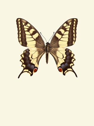 Picture of PAPILIO MACHAON