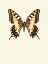 Picture of PAPILIO MACHAON