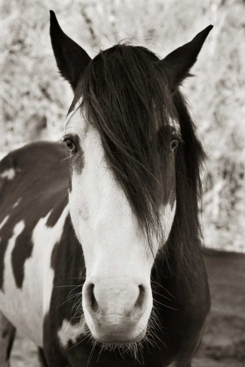 Picture of PALE EYED STALLION