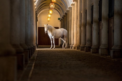 Picture of IN THE BARN