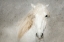 Picture of STALLION FACE